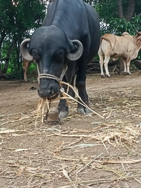 ભેંસ વેંચવાની છ...