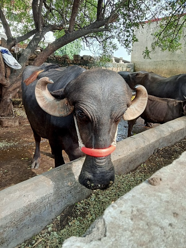 ખળેલી વેસવાની છ...