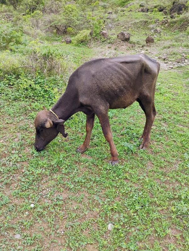 બે વર્ષની ખડેલી...