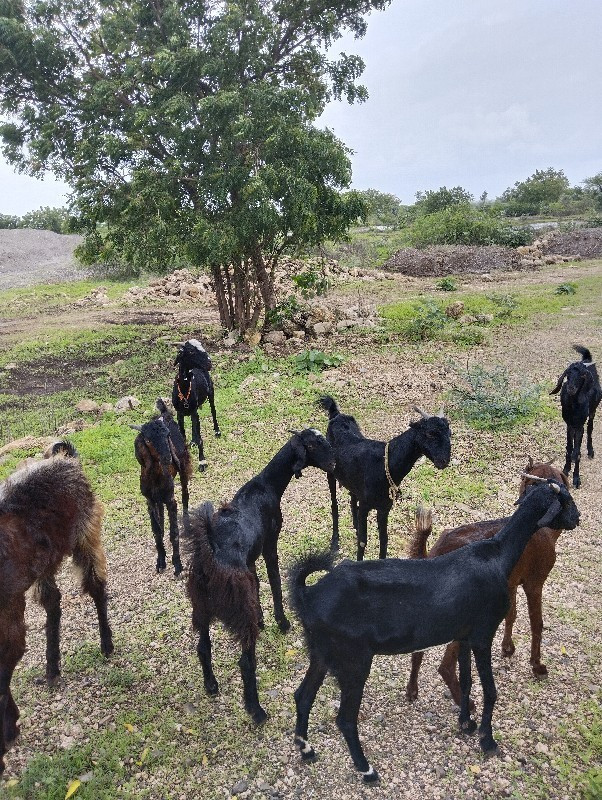 વેશવાનીછે