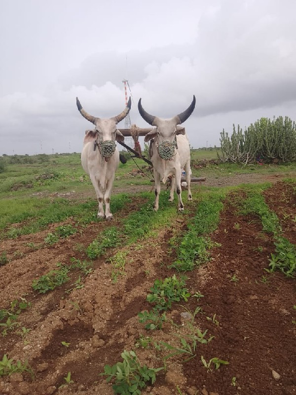 બીજી વાવણીના બળ...