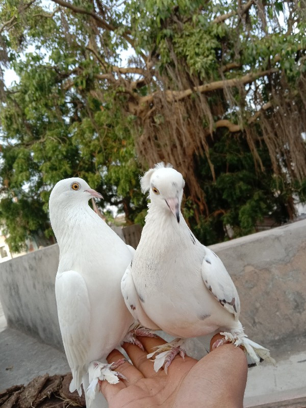 કબુતર વેચવાના