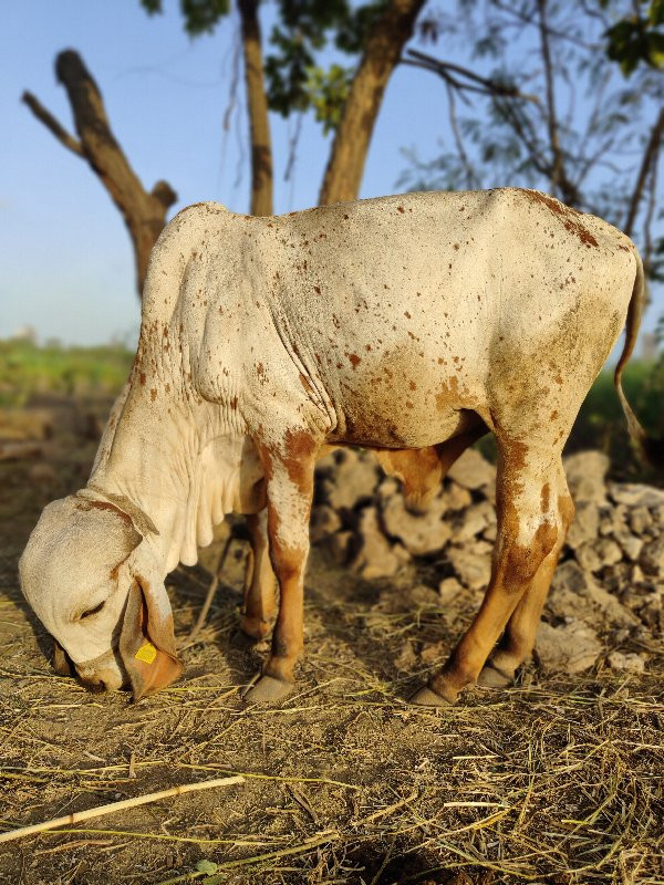 વાસડો વેસવાનો છ...