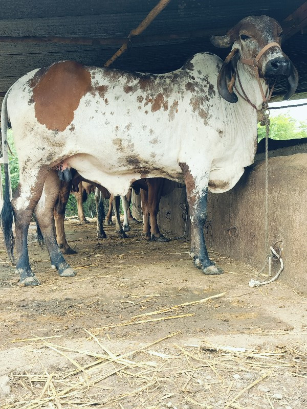 ગિર ગાય દેવાનિછ...