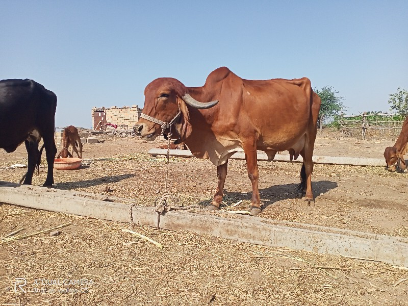 ગીર ગાય ગૌશાળા