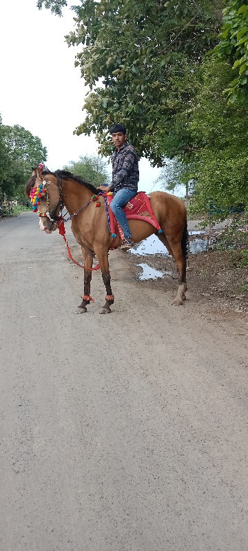 ઘોડી વેચવાની છે...