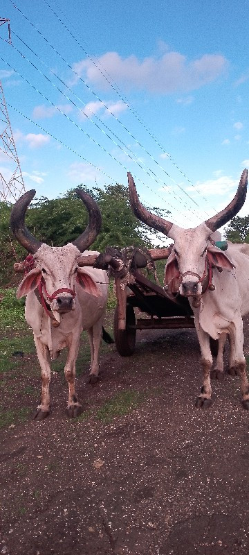 બળદ વેચવાના છે