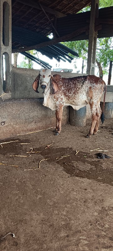 ગીર લીલડી વાછડી