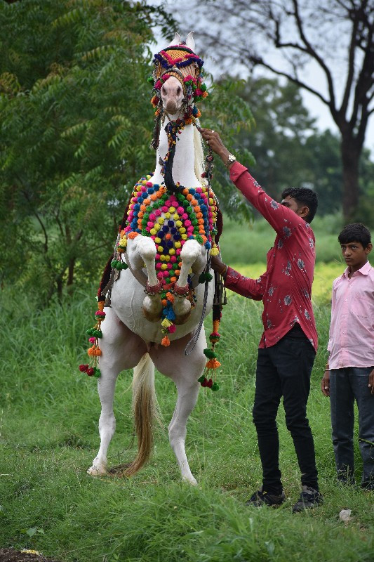 વરઘોડો ફુલેકા મ...