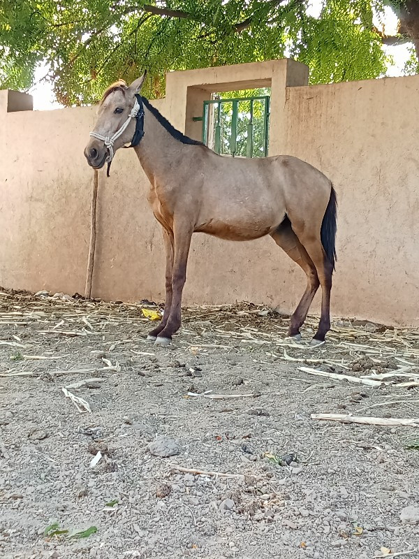 પોનિ ધોડી વેસવા...