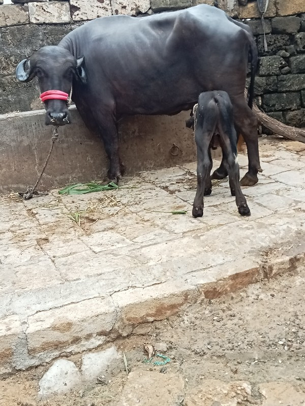 ખડૅલી વૅચવાની છ...