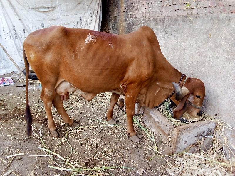 ગીરગાય‌ વેસવાની...