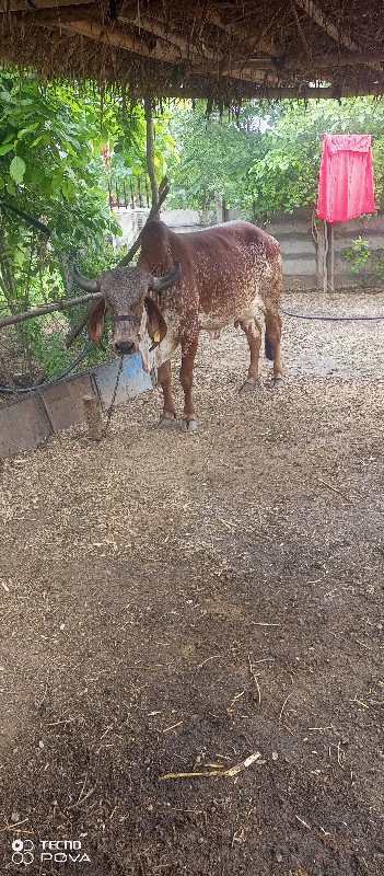 ગાય વેચવાની છે