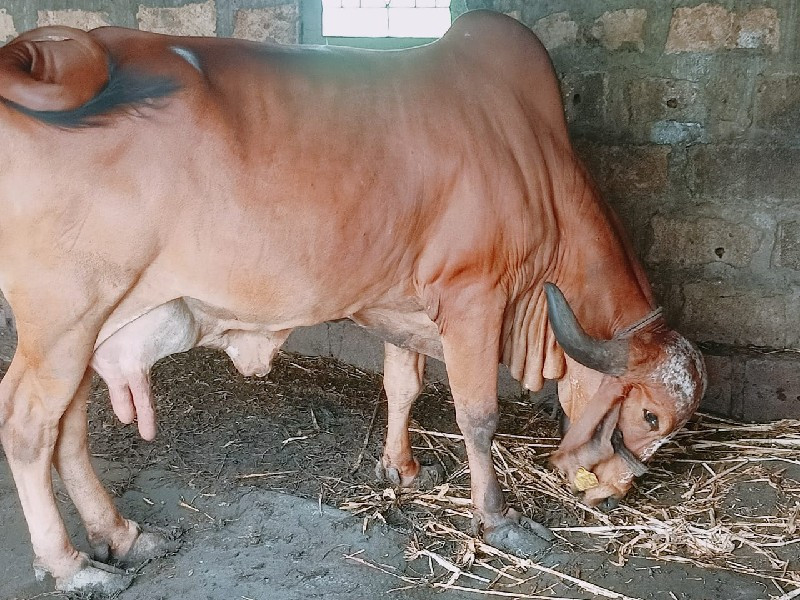 ગીર ગાય વેચવાની...