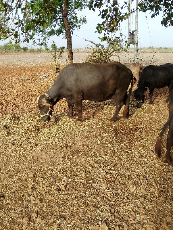 ભેંસ વેચવાની છે