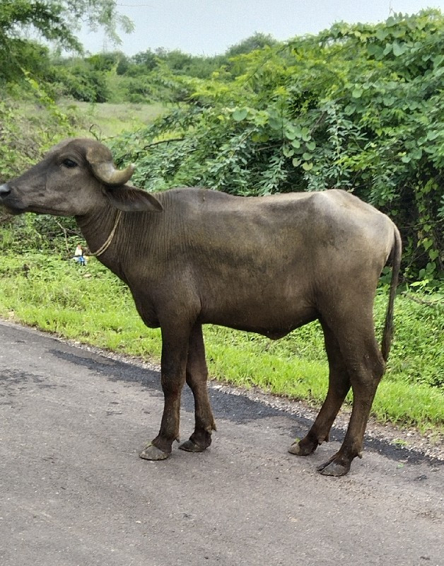 સોલંકી સંજય