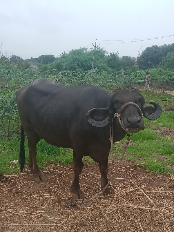 બે ભેસુ બેસવાની...