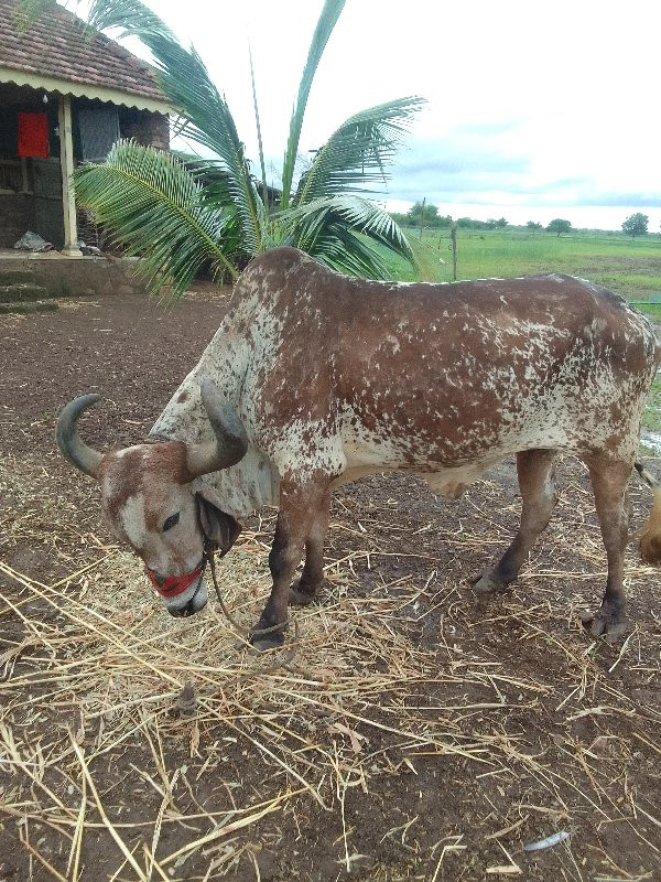 બળદ વેચવાના છે