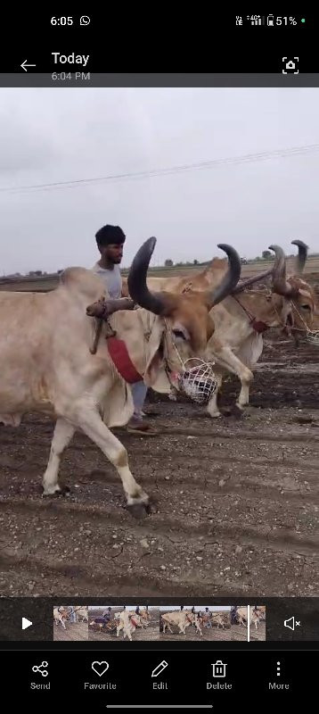 બ‌‌‍‌ળદ વેચવાના...