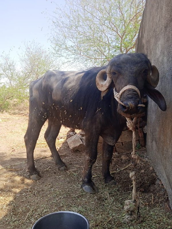 પેલું વેતર ખડેલ...