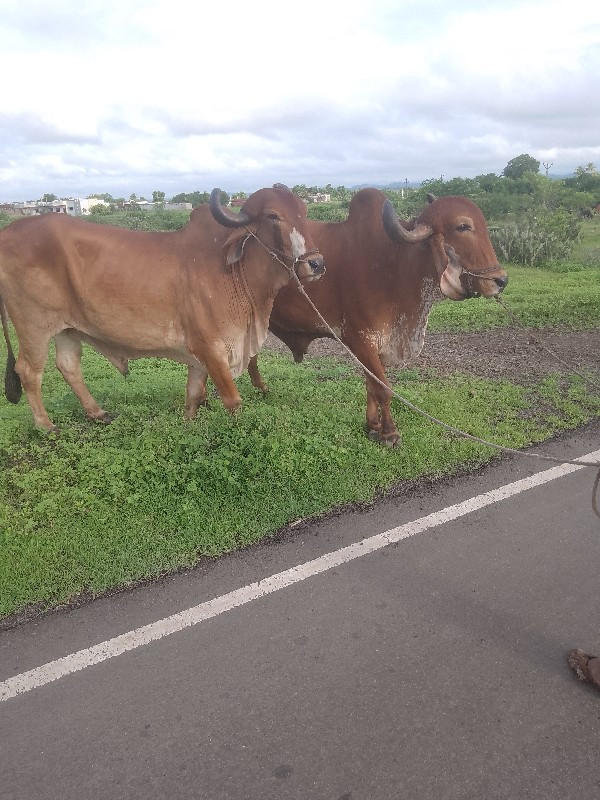 લે વેચ