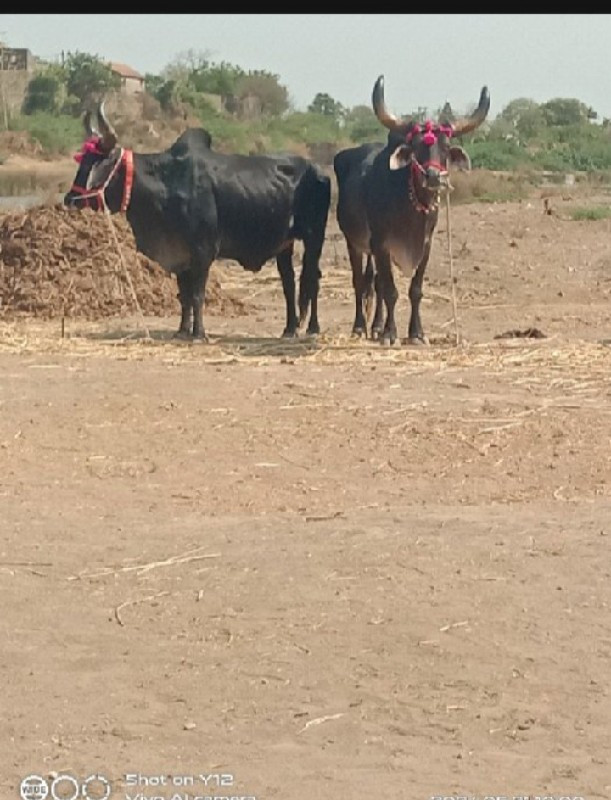 બળદ વેચવાના છે