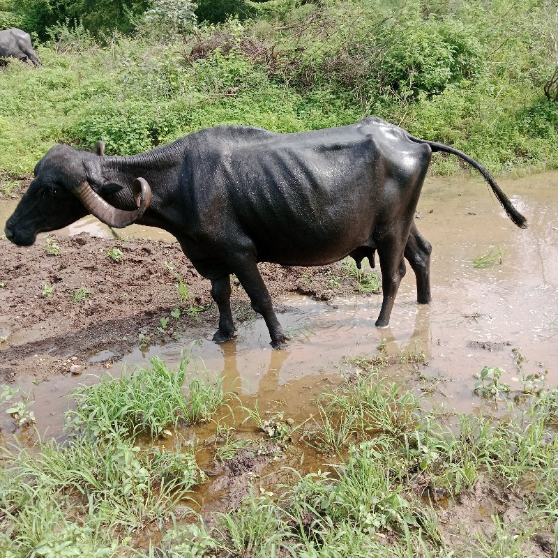 ભેંસ વેચવાની છે