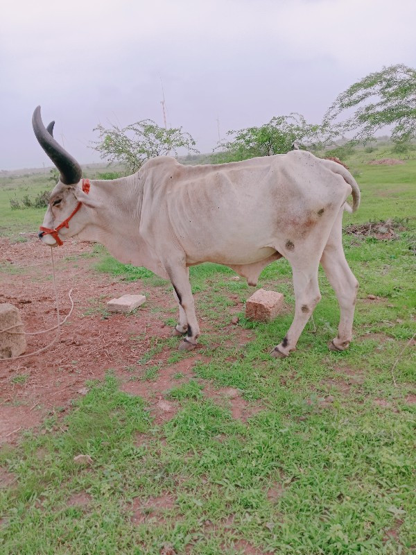 બળદ