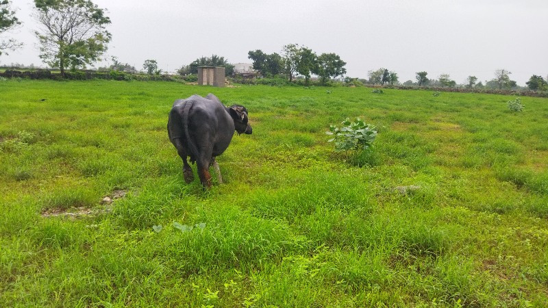 ભેશ વેચવાની શે