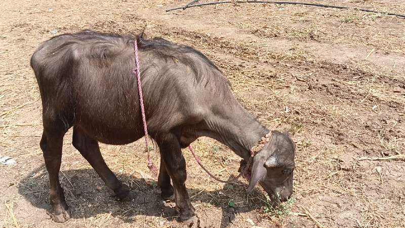 પાડો