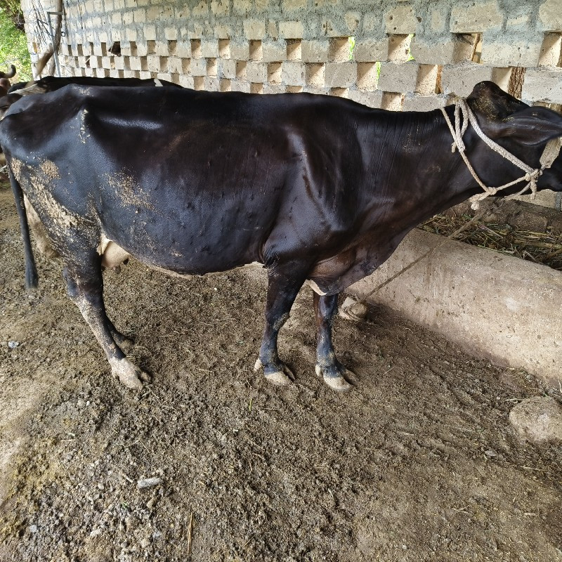 ગાય વેસવાનિસે