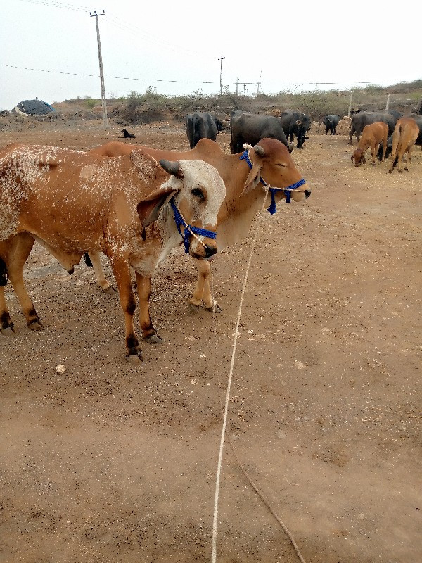 ગોધલા વેચવા ના...