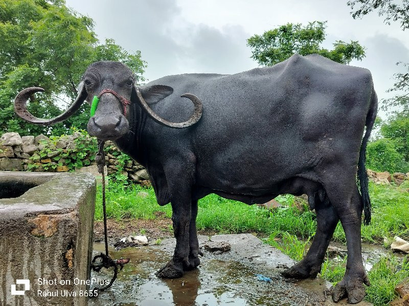 ભેંસ વેચવાની છે