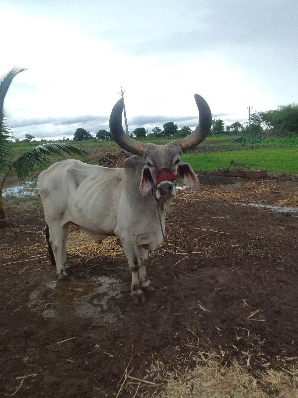 બળદ વેચવાના છે