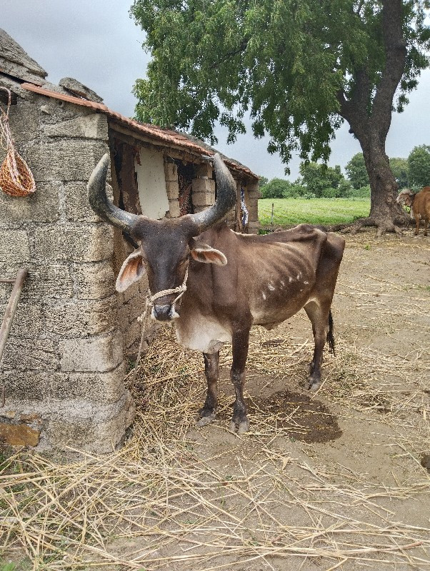 બળદ વેચવાનો છે