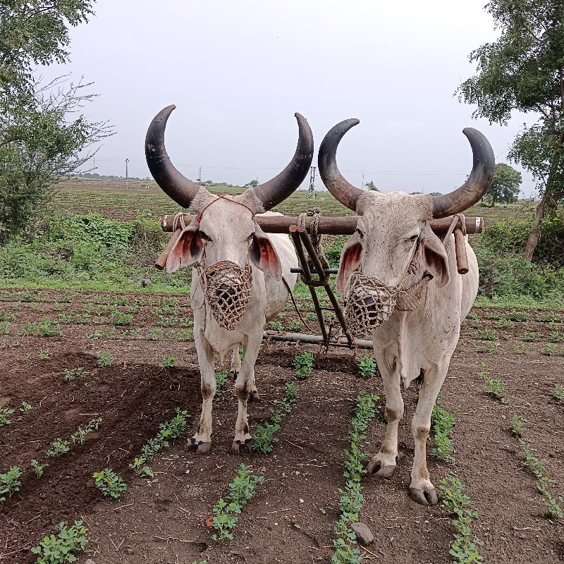 બલદ વેંચવા છે 6...