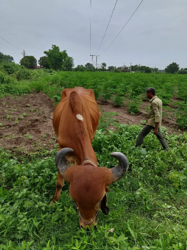 ભૂરાબળદ