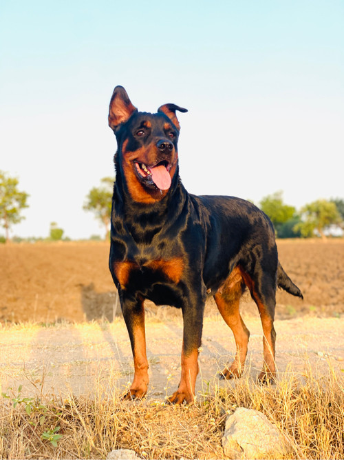 Rottweiler