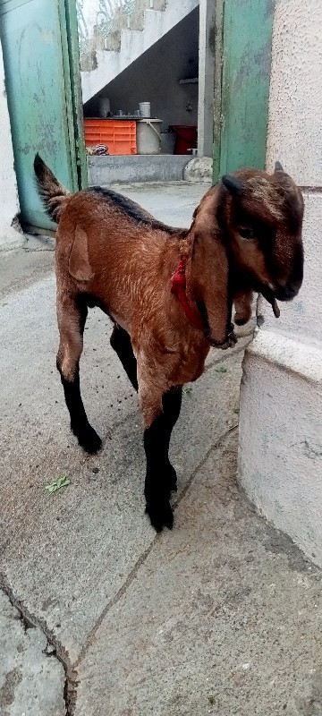 jamnapuri bakri...