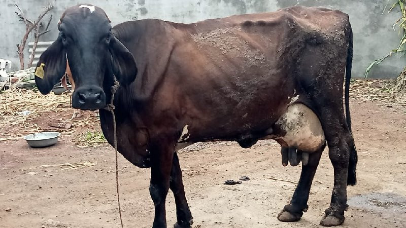 જર્સી ગાય વેચવા...