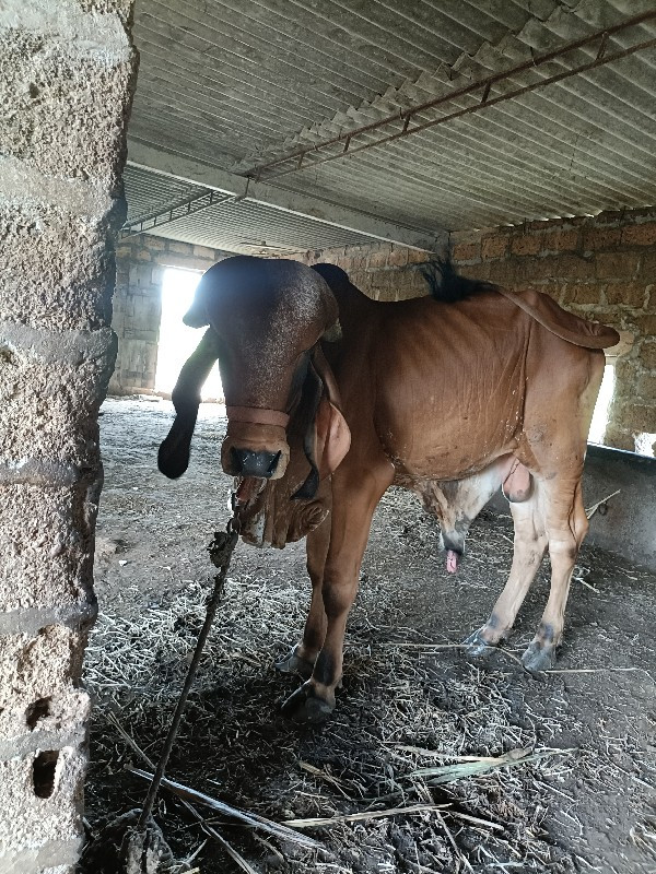 ગીર ખુટ વેચવાનો...