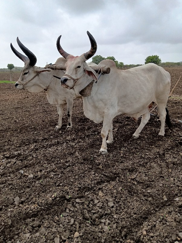 બળદ ગોઢલા વેસવા...