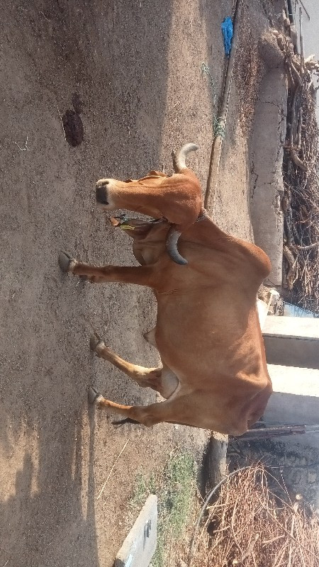 ગાય વેચવાની છે