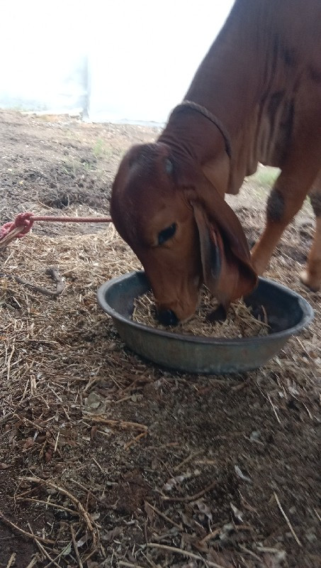 ગીરહૉટકી વૅસવાન...