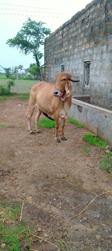 ગીર હોળકી વચવાન...