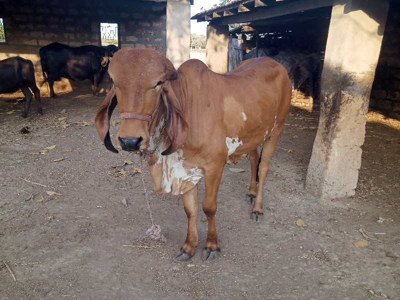 ગીર વાંસળી વૅસવ...