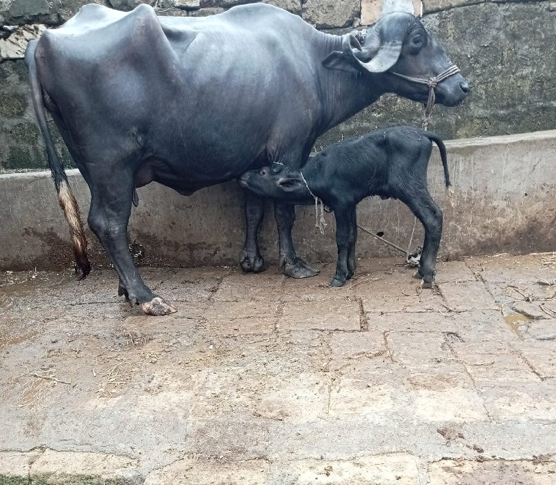 ખડૅલી વૅચવાની છ...