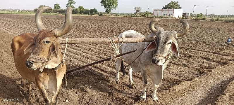 સાટા માં ગોઢલા...