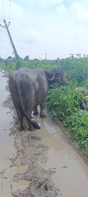 ભેંશ વેચવાની છે