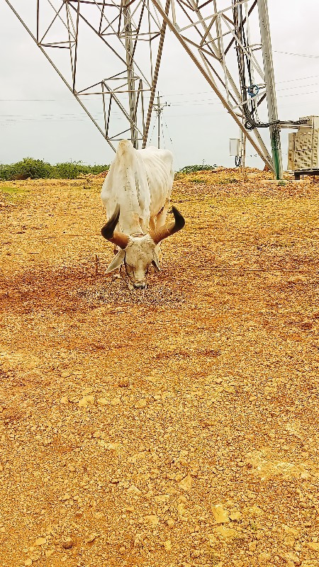 ઘોઘલા